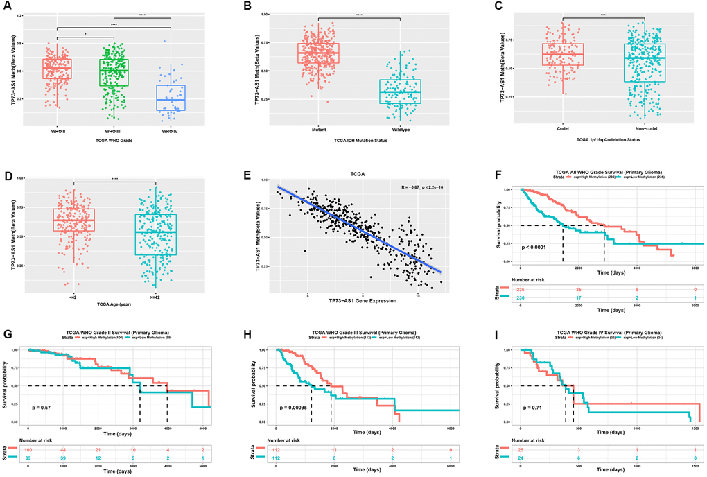 Analysis of the TP73-AS1 methylation level. (A) Methylation level of TP73-AS1 in different WHO grades in the TCGA dataset. (B) Methylation level of TP73-AS1 for different IDH statuses in the TCGA dataset. (C) Methylation level of TP73-AS1 for different 1p/19q statuses in the TCGA dataset. (D) Methylation level of TP73-AS1 for different age groups in the TCGA dataset. (E) Pearson’s correlation between the methylation level and mRNA expression of TP73-AS1. (F) Kaplan-Meier analysis of OS for the methylation level of TP73-AS1 for all WHO grades in the TCGA primary glioma dataset. (G) Kaplan-Meier analysis of OS for the methylation level of TP73-AS1 in WHO grade II in the TCGA primary glioma dataset. (H) Kaplan-Meier analysis of OS for the methylation level of TP73-AS1 in WHO grade III in the TCGA primary glioma dataset. (I) Kaplan-Meier analysis of OS for the methylation level of TP73-AS1 in WHO grade IV in the TCGA primary glioma dataset.
