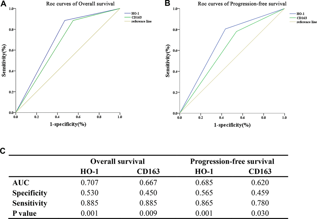 HO-1 is a superior predictor for survival compared with CD163 in the studied cohort. The predictive capability of HO-1 and CD163 for survival is accessed by the area under the curve (AUC) of the receiver operating characteristic (ROC) curves. (A) HO-1 exhibits a superior ability in predicting overall survival compared with CD163. (B) HO-1 exhibits a superior ability in predicting progression-free survival compared with CD163. (C) The AUC values of HO-1 in predicting OS and PFS of patients were 0.707 and 0.685, which are slightly higher than those of CD163 (0.667 and 0.620).