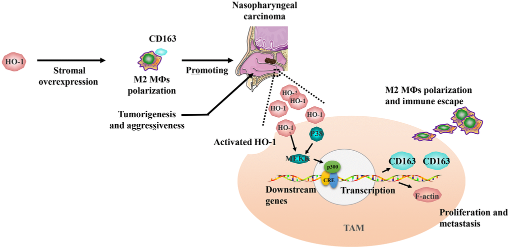 Schematic diagram of HO-1 regulating CD163 expression and tumor-associated macrophage (TAM) polarization in the progression of nasopharyngeal carcinoma. The overexpression of HO-1 could promote CD163 expression, and drive TAM polarization toward M2 phenotype. Finally, M2 TAMs related immune escape promotes the progression of nasopharyngeal carcinoma.