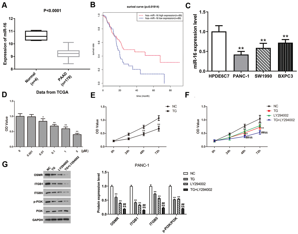MiR-16 expression was dramatically decreased in PAAD and positively correlated with prognosis of PAAD patients. TG inhibited PANC-1 cell viability via modulating PI3K pathway. (A) Expression level of miR-16 between PAAD tissue samples and normal pancreatic tissues. (B) Overall survival curve of miR-16 in PAAD patients was plotted using Kaplan-Meier analysis. (C) The expression level of miR-16 in HPDE6C7, PANC-1, SW1990, and BXPC3. (D, E) Cell proliferative ability was measured using CCK-8 assay after TG treatment with different concentrations or times. (F) Cell viability was detected followed by TG or LY294002 induction. (G) Western blot was performed to examine the expression of OSMR, ITGB1, ITGB5, p-PI3K and PI3K in PANC-1 cells. PAAD, pancreatic adenocarcinoma; TG, thapsigargin.
