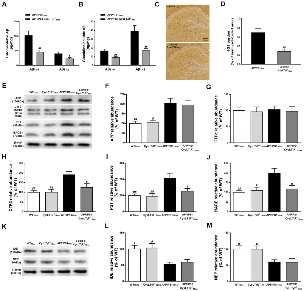 CysLT1R deficiency inhibits amyloidogenesis in APP/PS1 mice hippocampus. (A)The triton-soluble fractions and (B) the guanidine-soluble fractions of Aβ1-40 and Aβ1-42 in mice hippocampus were assessed by ELISA. (C) Aβ immunostaining with 4G8 antibody in hippocampus of mice. Scale bar = 200 μm. (D) The percentage of area covered by Aβ deposition was quantified. (E) Representative immunoblots of APP, CTFα, CTFβ, PS1 and BACE in the hippocampus of mice. Quantifications of (F) APP, (G) CTFα, (H) CTFβ, (I) PS1 and (J) BACE were expressed as the ratio (in %) of WT group. (K) Representative immunoblots of IDE and NEP in the hippocampus of mice. Quantifications of (L) IDE and (M) NEP were expressed as the ratio (in %) of WT group. All values are expressed as mean ± SEM, n = 4-6, #P##P###P