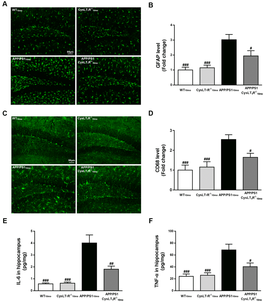CysLT1R deficiency alleviates neuroinflammation in APP/PS1 mice hippocampus. (A) GFAP+ astrocytes in hippocampal sections from different groups were detected. Scale bar = 50 μm. (B) The percentage of GFAP+-area was quantified. (C) CD68+ microglia in hippocampal sections from different groups were detected. Scale bar = 50 μm. (D) The percentage of CD68+-area was quantified. (E) IL-6 and (F) TNF-α in mice hippocampus were assessed by ELISA. All values are expressed as mean ± SEM, n = 4-6, #P, ##P, ###P