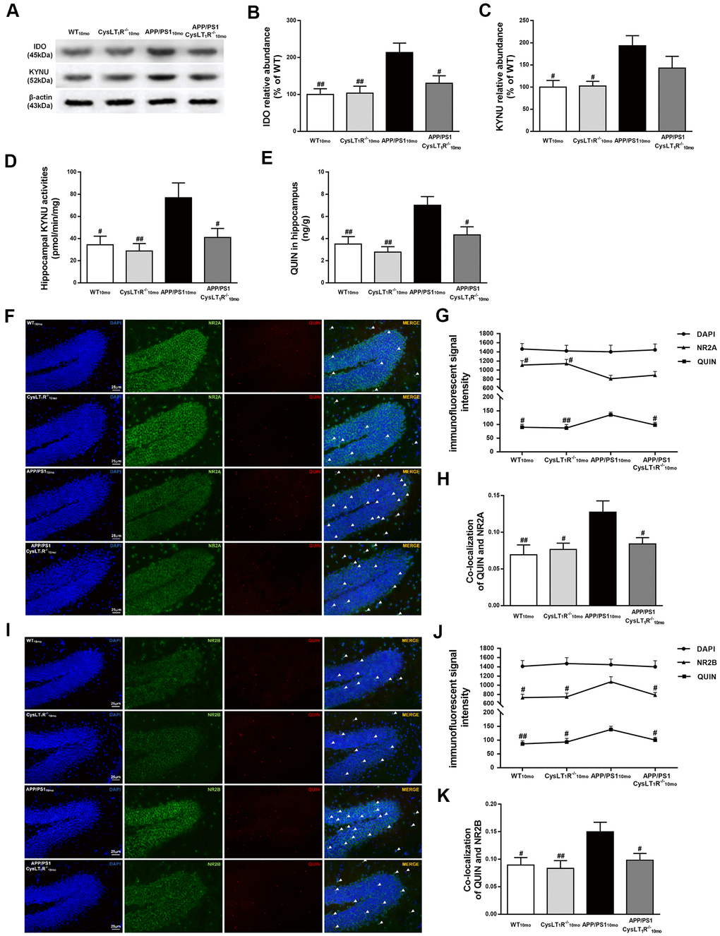 Kynurenine pathway is involved in CysLT1R-mediated synaptic dysfunction. (A) Representative immunoblots of IDO and KYNU protein in mice hippocampus. Quantifications of (B) IDO and (C) KYNU protein levels were expressed as the ratio (in %) of the WT mice. (D) Hippocampal KYNU activities were assessed by HPLC. (E) QUIN content in the hippocampus was detected by LC-MS/MS. The colocalization of QUIN with (F) NR2A or (I) NR2B was measured by immunofluorescence, respectively. (G) The immunofluorescent signal intensity of QUIN, NR2A, and DAPI in the DG. (J) The immunofluorescent signal intensity of QUIN, NR2B, and DAPI in the DG. Quantifications of colocalization of QUIN with (H) NR2A or (K) NR2B in hippocampal DG of brain sections were analyzed. All values are mean expressed as mean ± SEM, n = 4, #P, ##P, ###P