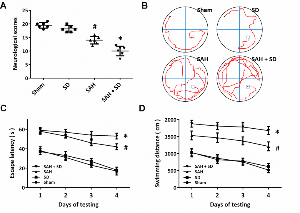 Sleep deprivation worsens SAH-induced neurological dysfunction. (A) Neurological score assay shows that sleep deprivation aggravated neurological impairment induced by SAH. (B–D) MWM assay (B) and quantification (C, D) show that sleep deprivation increased escape latencies (C) and swimming distance (D) over 4 days. The data was represented as means ± SEM. #p *p 