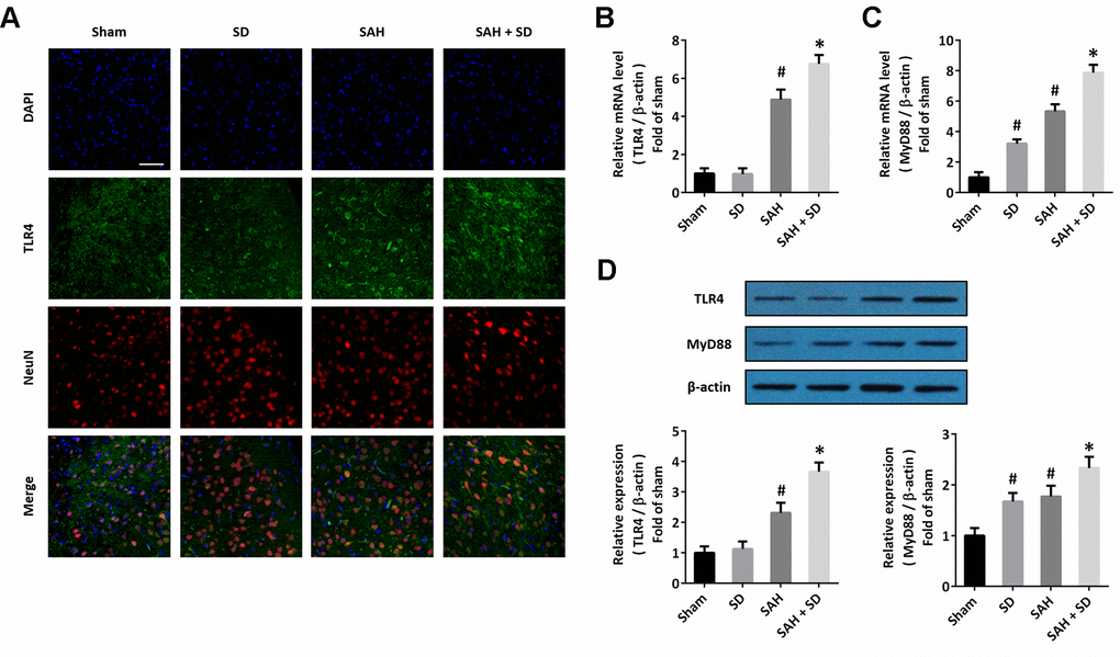 Sleep deprivation activates TLR4 signaling after SAH. (A) Immunofluorescence staining shows that sleep deprivation increased TLR4 expression in neurons after SAH. Scale bar, 50 μm. (B, C) RT-PCR show that sleep deprivation increased the mRNA levels of TLR4 (B) and MyD88 (C) after SAH. (D) Western blot shows that sleep deprivation increased the expression of TLR4 and MyD88 after SAH. The data was represented as means ± SEM. #p *p 