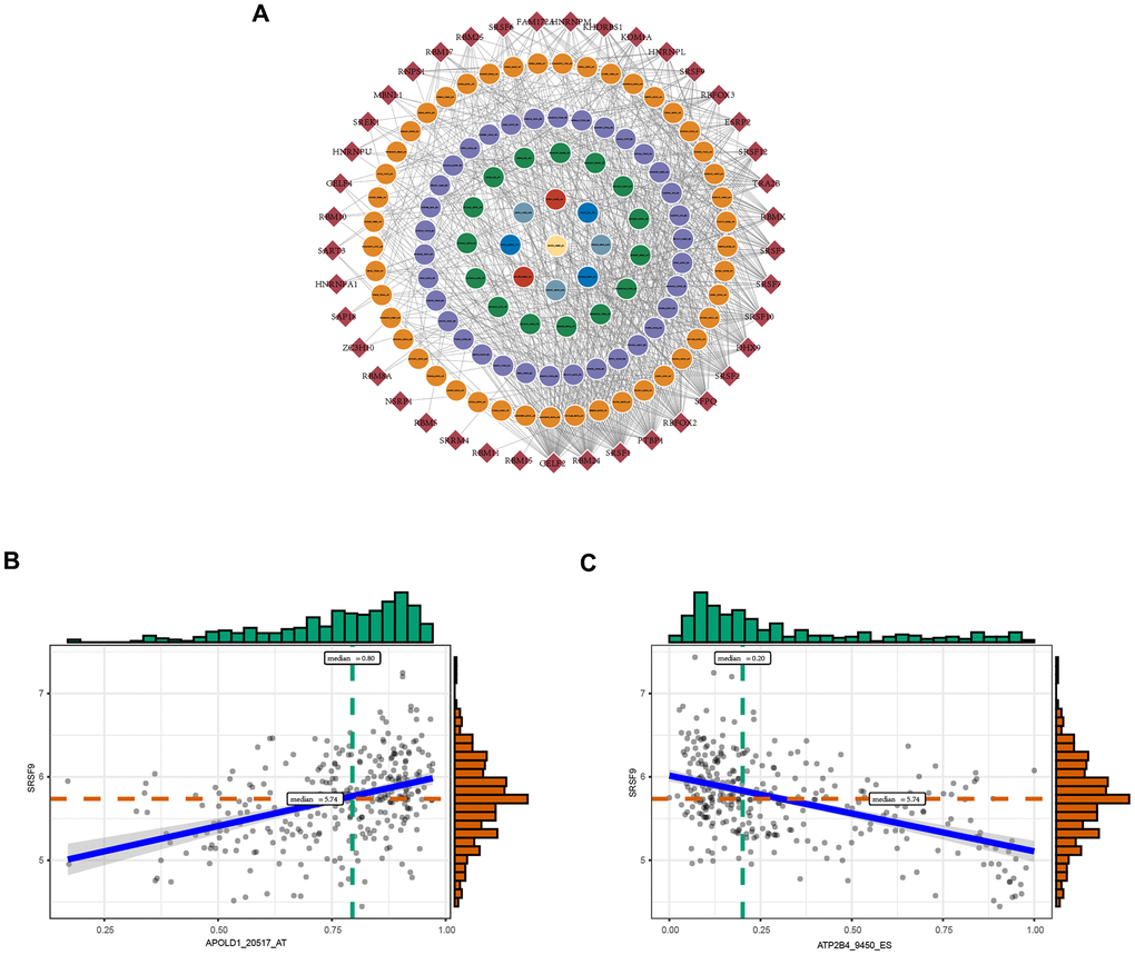 The regulatory splicing correlation network in GC. (A) The correlation of OS-GCAS events with SFs is shown in network plots. The circular node represents the OS-GCAS event. The diamond node represents the SF. (B) Representative positive correlations between OS-GCAS events and SFs are shown in scatter plots. (C) Representative negative correlations between OS-GCAS events and SFs are shown in scatter plots.