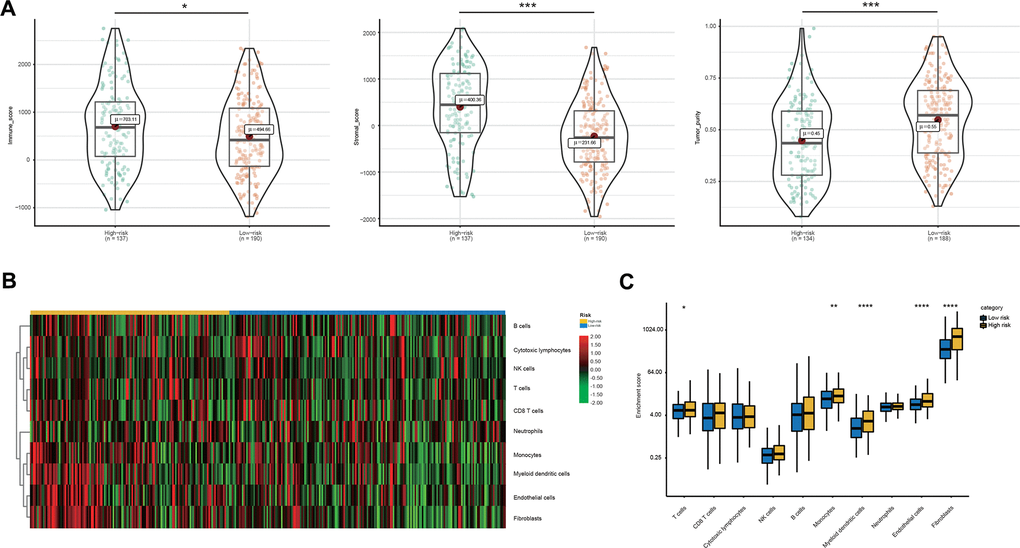 Immune microenvironment features underlying the 23-AS event signature. (A) Violin plots for the immune scores, stromal scores, and tumor purity between the high- and low-risk groups. (B) Heat map for immune cell infiltration between the high- and low-risk groups. (C) The differential expression of immune and stromal cells between the high- and low-risk groups.
