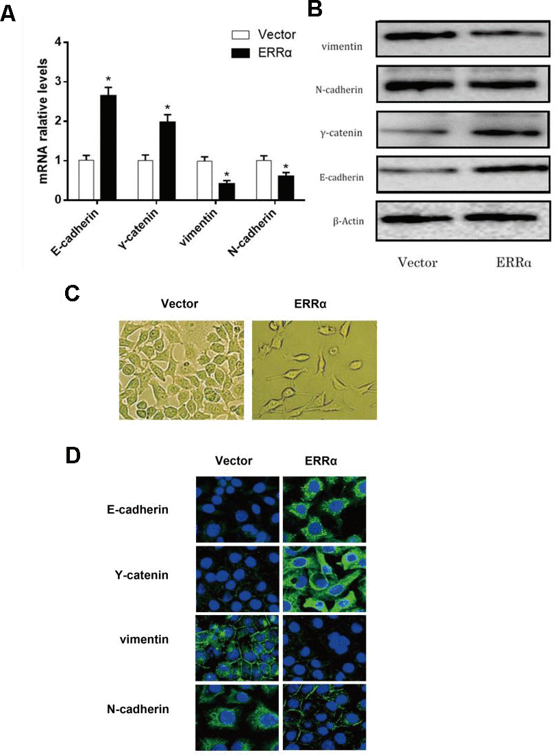 mRNA level and protein level of the EMT pathway related genes determined by qRT-PCR, western blot and fluorescence staining. (A) mRNA expression level of E-cadherin, γ-catenin, N-cadherin and vimentin; (B) Protein expression level of E-cadherin, γ-catenin, N-cadherin and vimentin. (C) morphology of cells undergoing EMT; (D) Fluorescence staining of E-cadherin, Y-catenin, vimentin, and N-cadherin. *P
