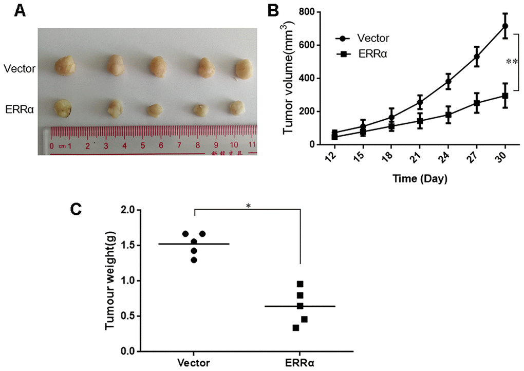 Knockdown of ERRα inhibits the proliferation of gastric cancer cells in vivo. MGC-803 cells (ERRα and Vector) were subcutaneously inoculated into BALB/c nude mice and tumor growth was monitored. 10 days after tumor inoculation, tumor volume was measured every three days. On the 30th day, mice were sacrificed and tumor xenografts were excised from surrounding tissue and weighted. (A) Representative xenograft tumors for indicated cells were shown. (B) ERRα knockdown significantly reduced xenograft tumor growth in male nude mice by tumor volume examination. (C) ERRα knockdown significantly suppressed xenograft tumor weights. Data represent mean ± S.D, *P 