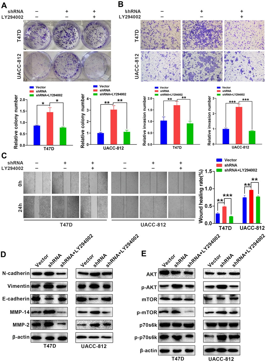 LY-294002 (AKT pathway inhibitor) reverses GABARAP-inhibited proliferation, invasion, migration and EMT. (A) Colony-forming efficiency was assessed in T47D-Vector, T47D-shRNA, T47D-shRNA cells incubated with LY-294002, UACC-812-vector, UACC-812-shRNA, and UACC-812-shRNA cells incubated with LY-294002. P values were calculated using Student’s t-test. (B) Invasion assays were performed in the indicated cells. P values were calculated using Student’s t-test. (C) Migration assays were performed in the indicated cells. P values were calculated using Student’s t-test. (D) Western blot analyses were used to detect the expression levels of E-cadherin, N-cadherin, vimentin, MMP2 and MMP14 in the indicated cells. β-actin was used as an internal control. (E) Western blot analyses were used to detect the expression levels of p-AKT, AKT, p-mTOR, mTOR, p-p70s6k and p70s6k in the indicated cells. Cells were lysed using RIPA lysis buffer containing protease inhibitors and a phosphorylase inhibitor cocktail to obtain protein. β-actin was used as an internal control. Experiments were performed at least three times. The data are expressed as the mean ± SEM. P values were calculated using Student’s t-test. (*P P P P 