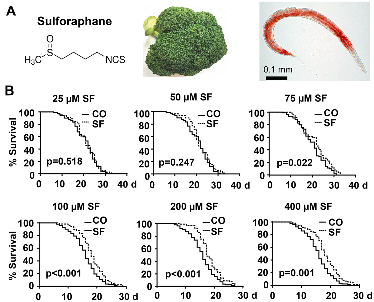 Sulforaphane Promotes C. Elegans Longevity And Healthspan Via DAF-16 ...