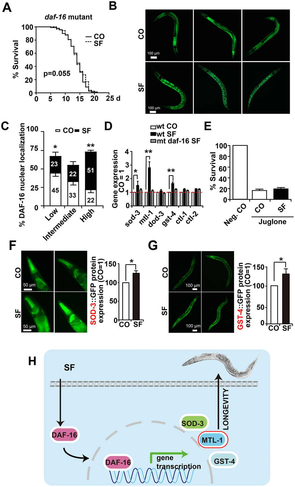 DAF-16 mediates sulforaphane-induced longevity and stress resistance. (A) Approximately 100 L4 larvae from the C. elegans CF1038 daf-16(mu86)I strain, carrying a mutant daf-16 gene (daf-16 mutant), were fed in the presence or absence (CO) of 100 μM sulforaphane (SF), and a Kaplan-Meier survival curve was generated as described in Figure. 1 and Materials and Methods. P=0.055, according to a log-rank test. (B) Adult TJ356 worms with a daf-16-GFP fusion gene were treated with sulforaphane for 3 days (SF) or were left untreated (CO), followed by the detection of green fluorescence in 20 worms per group by fluorescence microscopy. The bright green fluorescent dots indicate the nuclear localization of DAF-16. The scale bar indicates 100 μm. (C) The number of spots was counted and is represented in the diagram. The following scoring of the fluorescence intensity was applied: low (number of green fluorescent spots 50%). (D) Approximately 200 synchronized C. elegans L4 wild-type larvae received a regular diet (wt CO) or were fed in the presence of sulforaphane (wt SF). Additionally, L4 larvae of the daf-16(mu86)I strain, carrying a daf-16 mutation (mt daf-16), were fed in the presence of sulforaphane (mt daf-16 SF). Three days later, living worms were selected, and total RNA was extracted. A qRT-PCR assay with specific C. elegans primers (Table 3) was performed to detect the expression of the DAF-16-target genes sod-3, mtl-1, dod-3, gst-4, ctl-1, and ctl-2. The expression levels in untreated control worms were set as 1. (E) Approximately 100 synchronized L4 larvae of the daf-16(mu86)I C. elegans strain were fed OP50 bacteria in the absence (Neg. CO) or presence of sulforaphane (SF), in the presence or absence of a 120 μM concentration of the oxidative chemical juglone, as indicated. Fourteen days later, the surviving worms of each group were selected and counted. (F) L4 CF1553 worms with a SOD-3::GFP fusion gene were fed with sulforaphane for 3 days (SF) or were left untreated (CO), followed by the detection of green fluorescence in 20 worms per group by fluorescence microscopy, indicating a high expression of SOD-3 in the head and foregut of C. elegans. The fluorescence intensity was analyzed by imageJ, and the fluorescence of the control was set to 1. Representative images at 100× magnification are shown on the left, and the scale bar indicates 50 μm. (G) L4 CL2166 worms with a GST-4::GFP fusion gene were treated and analyzed as described above. Representative images at 100× magnification are shown on the left, and the scale bar indicates 100 μm. *PH) Cartoon to demonstrate that sulforaphane mediates the nuclear translocation of the DAF-16 transcription factor, where it binds to the promoter regions of its target genes and thereby activates SOD-3, MTL-1 and GST-4, which mediate the stress resistance and longevity of C. elegans. **P