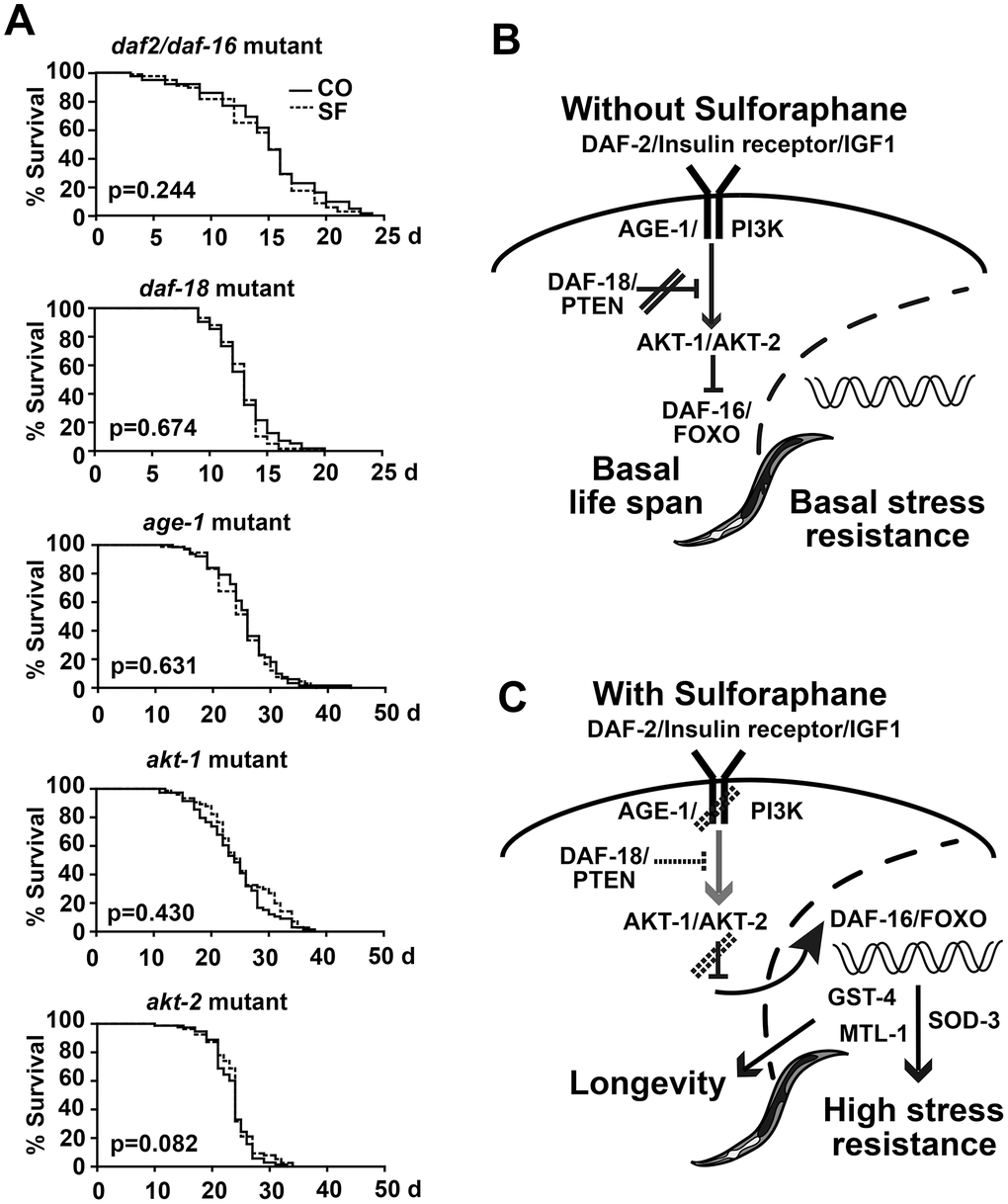 Sulforaphane mediates longevity via DAF-2/DAF-16 signaling. (A) Kaplan-Meier survival curves were generated by the use of C. elegans strains with mutations in daf-2/daf-16, daf-18, age-1, akt-1 and akt-2, and the P values, indicating significance or not, are given within the diagrams. (B, C) Schematic representation of DAF-2/DAF-16 signaling under physiological conditions and after treatment with sulforaphane, as described in detail in the results section.