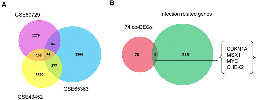 Venn diagrams of gene expression microarray datasets. (A) The 74 co-DEGs in three publicly available datasets including GSE43452, GSE65363 and GSE80729. (B) CDKN1A, MSX1, MYC and CHEK2 were consistently identified between 74 co-DEGs and one HTLV-1 infection-related gene set. Each rectangle represents a dataset. The number in each overlapping region represents the number of differentially expressed genes. The intersection in the middlemost area represents the number of genes that were consistently differentially expressed in all these datasets.