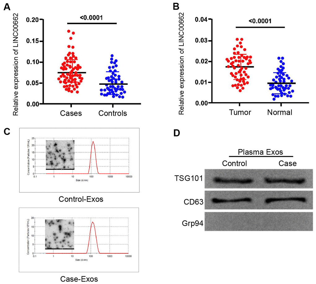 The expression of lncRNA LINC00662 is elevated in the plasma exosome of NSCLC patients. (A) The expression levels of lncRNA LINC00662 were measured by qPCR in the plasma exosome from NSCLC patients (n=50). (B) The expression levels of lncRNA LINC00662 were measured by qPCR in the NSCLC patient tissues (n=50) and the adjacent normal tissues (n=50). (C) The characteristics of exosomes were analyzed by the transmission electron microscopy (TEM) in the NSCLC patients. (D) The expression of TSG101, CD63, and Grp94 was tested by Western blot analysis in the exosome from NSCLC patients.