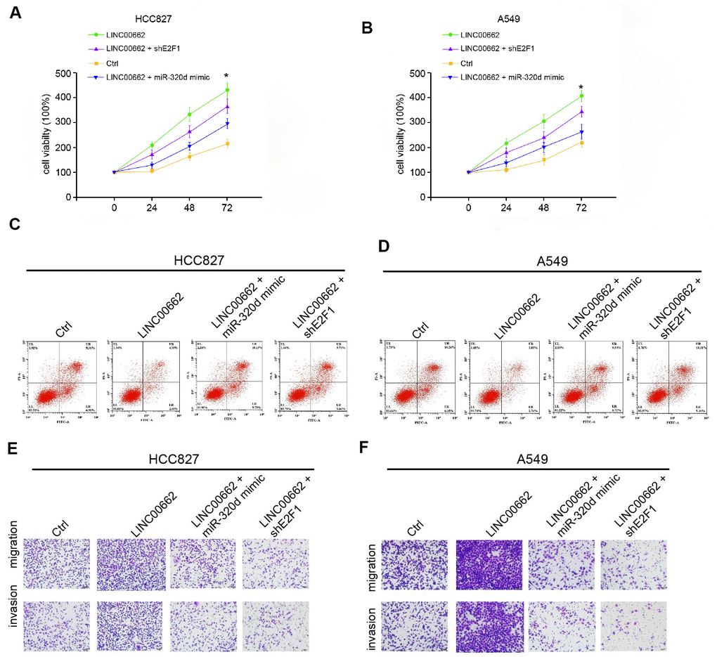Exosomal LINC00662 promotes the progression of NSCLC by miR-320d/E2F1 axis in vitro. (A–F) The HCC827 and A549 cells were treated with LINC00662 overexpression vector, or co-treated with LINC00662 overexpression vector and miR-320d mimic or lentiviral plasmids carrying E2F1 shRNA. (A, B) The cell viability was analyzed by the MTT assays in the cells. (C, D) The cell apoptosis was measure by flow cytometry analysis in the cells. (E, F) The cell migration and invasion were examined by transwell assays in the cells. Data are presented as mean ± SD. Statistic significant differences were indicated: * P P 