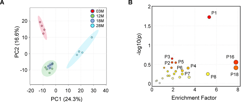 Fed-state serum metabolome and enriched pathways impacted by aging. Serum samples from 3-, 12-, 18- and 28 months old (3M, 12M, 18M and 28M) mice at the fed state were analyzed (n=4, 5, 4 and 4, respectively). (A) PCA analysis shows the grouped discriminations of the different age groups. 12M and 18M groups clustered together on the PC1 axis. (B) Mummichog pathway analysis plot, using peaks-to-pathway analysis module in MetaboAnalyst 4.0. The color and size of each circle corresponds to its p-value and enrichment factor, respectively. The enrichment factor of a pathway is calculated as the ratio between the number of significant pathway hits and the expected number of compound hits within the pathway [69]. The corresponding pathways are listed in Table 1.