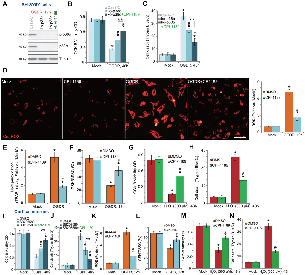 CPI-1189 inhibits OGDR-induced oxidative injury in neuronal cells. Stable SH-SY5Y cells with CRISPR/Cas9-p38α-KO-GFP (ko-p38α cells) were pretreated with or without CPI-1189 (100 nM, 1h pretreatment), control cells were transduced with the empty vector (“Cas9-C”), cells were subjected to OGDR procedure and cultured for applied time periods; Expression of listed proteins was shown (A); Cell viability and death were tested by CCK-8 (B) and Trypan blue staining (C) assays, respectively. SH-SY5Y cells (D–H) or primary murine cortical neurons (K–N) were pretreated for 1h with CPI-1189 (100 nM), followed by OGDR or hydrogen peroxide (H2O2, 300 μM) stimulation, cells were then cultured for applied time periods, cellular ROS contents (CellROX dye intensity, D, K), lipid peroxidation (by recording TBAR activity, E), and GSH/GSSG ratio (F–L) were tested. For cells with H2O2 stimulation, cell viability and death were tested by CCK-8 (G–M) and Trypan blue staining (H–N) assays, respectively. The primary murine cortical neurons were pretreated for 1h with SB203580 (5 μM) or plus CPI-1189 (100 nM), followed by OGDR stimulation and cells were then cultured for 48h; Cell viability and death were tested by CCK-8 (I) and Trypan blue staining (J) assays, respectively. * P vs. “Mock” cells. #P vs. cells with OGDR stimulation/H2O2 treatment but “DMSO (0.1%)” pretreatment. ** P B, C, I, J). Quantified values were mean ± standard deviation (SD, n=5). Experiments were repeated three times, with similar results obtained. Scale bar= 100 μm (D).