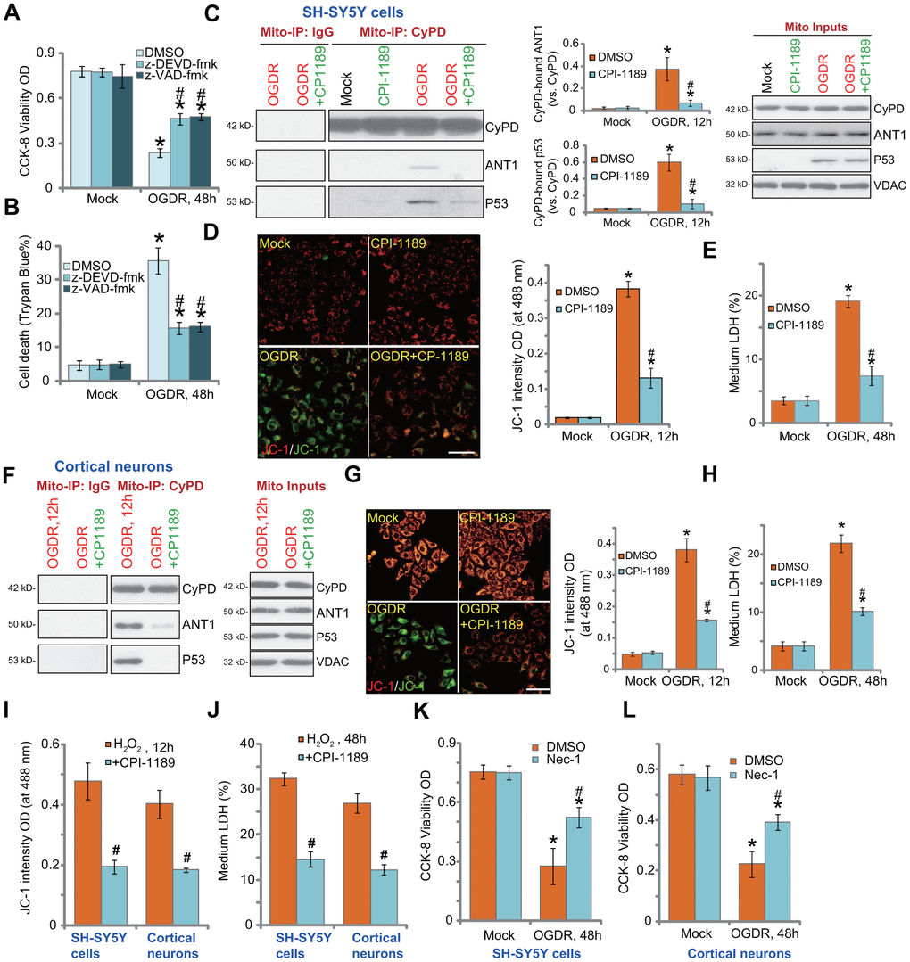 CPI-1189 inhibits OGDR-induced programmed necrosis in neuronal cells. SH-SY5Y cells were pretreated for 1h with z-DEVD-fmk or z-VAD-fmk (each at 50 μM), followed by OGDR stimulation; Cells were cultured for another 48h, cell viability and death were tested by CCK-8 (A) and Trypan blue staining (B) assays, respectively. SH-SY5Y neuronal cells (C–E) or primary murine cortical neurons (F–H) were pretreated for 1h with CPI-1189 (100 nM) and treated with OGDR, cells were cultured for applied time periods, mitochondrial p53-CyPD-ANT1 association (“Mito-IP: CyPD”) and their expression (“Mito Inputs”) were tested (C–F); Mitochondrial depolarization and cell necrosis were tested by JC-1 dye assay (D–G) and medium LDH release (E–H), respectively. SH-SY5Y neuronal cells or primary murine cortical neurons were pretreated for 1h with CPI-1189 (100 nM) and stimulated with hydrogen peroxide (H2O2, 300 μM); Cells were cultured for applied time periods, mitochondrial depolarization (I) and cell necrosis (J) were tested similarly. SH-SY5Y cells or primary cortical neurons were pre-treated for 1 hour with 25 μM of necrostatin-1 (“Nec-1”), followed by OGDR stimulation and cells were then cultured for 48h; Cell viability was tested by CCK-8 assays (K, L). Quantified values were mean ± standard deviation (SD, n=5). * P vs. “Mock” cells. #P vs. cells with OGDR stimulation/H2O2 treatment but “DMSO (0.1%)” pretreatment. Experiments were repeated three times, with similar results obtained. Scale bar= 100 μm (D–G).