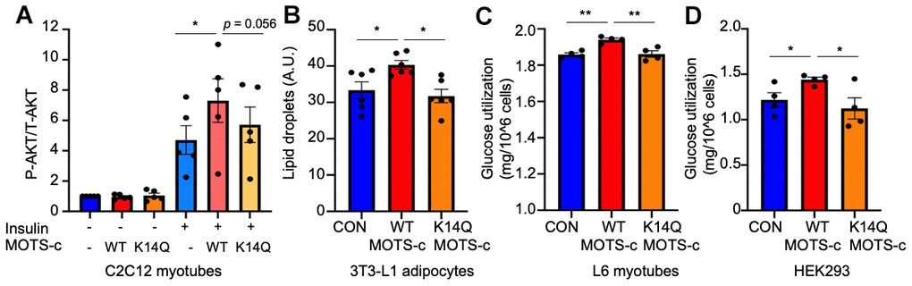 K14Q MOTS-c has a reduced insulin sensitizing effect compared to WT MOTS-c in muscle and fat cell lines. (A) Differentiated C2C12 myotubes, were treated with WT and K14Q MOTS-c in the absence or presence of 10-nM insulin. The total and phosphorylated AKT (Ser473) levels were measured by MSD. (B) 3T3L1 Cells were incubated with 1-μg/mL insulin +/- WT MOTS-c or K14Q MOTS-c. At day 12, lipid droplets were measured by Nile Red staining. (C) Differentiated L6 myotubes were treated with WT and K14Q MOTS-c for 96hr. (D) Overexpression of WT MOTS-c, but not K14Q MOTS-c, increases glucose uptake in HEK293 Human embryonic kidney cells. HEK293 cells were transiently transfected with WT MOTS-c and K14Q MOTS-c for 72 hr. Glucose levels in the medium were measured. Glucose utilization was calculated by [Total amount of glucose in the media] – [remaining glucose in the media]. Data are reported as mean ± SEM of seven independent experiments. *** p p p 