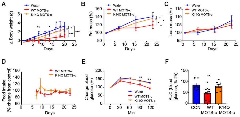K14Q MOTS-c is less effective than WT MOTS-c, on reducing body weight, fat mass, and glucose tolerance in CD1 male mice exposed to high-fat diet. (A–D) Male CD-1 mice (14 weeks old) fed a high-fat diet (HFD, 60% by calories) (n = 8-12) treated with WT and K14Q MOTS-c (7.5 mg/kg; IP; BID) for 21 days. (A) body weight, (B) fat mass, (C) lean mass, (D) food intake. (E, F) Eight-weeks old male CD-1 mice fed a HFD diet (n = 8-10) treated with WT and K14Q MOTS-c (0.5 mg/kg; IP; daily) for 21 days, at which point they were assessed with a glucose tolerance test (GTT). Shown are: (E) Blood glucose and (F) glucose AUC, during the GTT. (A–D) *** p p p E, F) *p p 