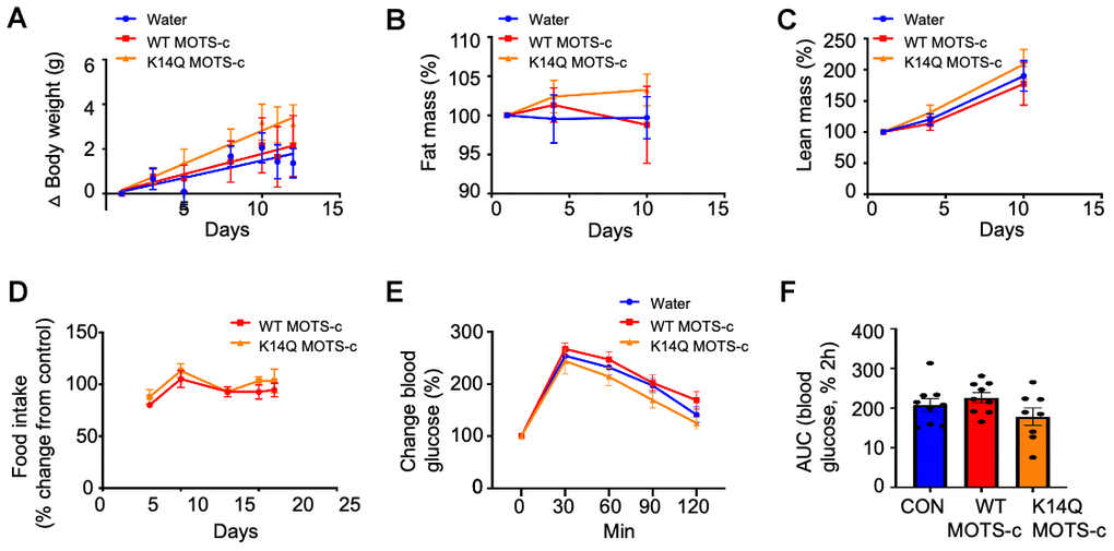 Lack of a MOTS-c effect in female mice. 12 weeks old CD1 female mice fed a high fat diet were treated with WT MOTS-c and K14Q MOTS-c similarly to Figure 2A–2D (n = 8) for 12 days. (A) body weight, (B) fat mass, (C) lean mass, (D) food intake. Eight-weeks old female mice fed a HFD diet (n = 8-10) treated with WT and K14Q MOTS-c (0.5 mg/kg; IP; daily) for 21 days and assessed by a glucose tolerance test (GTT). Shown are (E) Blood glucose and (F) glucose AUC, during the GTT.