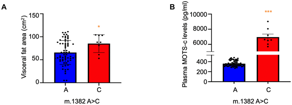 Increased visceral fat mass and MOTS-c levels in m.1382A>C polymorphism carriers. (A) Visceral fat and (B) Plasma MOTS-c levels were measured in individuals carrying either reference (m.1382 A) or alternative (m.1382 C) alleles. n=75, *** p p 