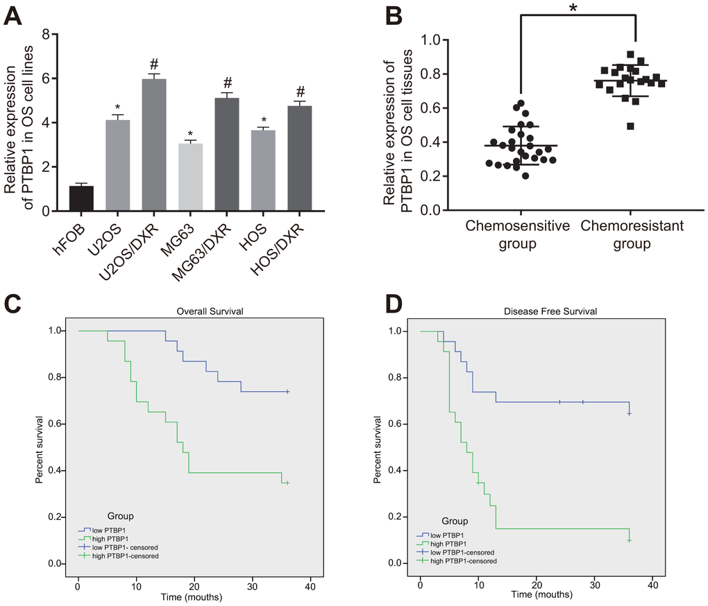 PTBP1 expression is upregulated in DXR-resistant osteosarcoma tissues and cell lines. (A) PTBP1 expression (normalized to GAPDH) in human osteoblast line, DXR-resistant osteosarcoma cell lines (U2OS/DXR, MG63/DXR, HOS/DXR) and their parental cells determined by RT-qPCR. (B) PTBP1 expression (normalized to GAPDH) in tumor tissues derived from non-responders to DXR treatment (n = 24) than that in tumor tissues derived from responders to DXR treatment (n = 22) determined by RT-qPCR, (C) Overall survival of osteosarcoma patients with high PTBP1 expression, plotted by Kaplan-Meier method. (D) Disease-free survival of osteosarcoma patients with high PTBP1 expression, plotted by Kaplan-Meier method. Values obtained from three independent experiments in triplicate are analyzed by unpaired t test between two groups and by ANOVA followed by Tukey's post hoc test among three or more groups. *p 