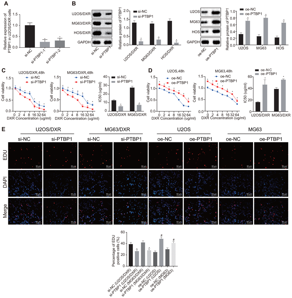 PTBP1 facilitates chemoresistance of osteosarcoma cells to DXR in vitro. DXR-resistant osteosarcoma cell lines (U2OS/DXR, MG63/DXR, HOS/DXR) were treated with expression vector containing PTBP1 gene and their parental cells with siRNA targeting PTBP1. (A) The knockdown efficiency of si-PTBP1 was verified using RT-qPCR in U2OS/DXR cells. (B) Western blot analysis determined the protein level of PTBP1 (normalized to GAPDH) in DXR-resistant osteosarcoma cells and their parental cells. CCK-8 assays were performed to examine cell viability and IC50 of DXR in U2OS/DXR cells (C) and their parental cells (D). (E) EdU labeling assays were used to reflect the proliferation of DXR-resistant U2OS and MG63 cells and their parental cells. Values obtained from three independent experiments in triplicate are analyzed by unpaired t test between two groups and by ANOVA with Tukey's test among three or more groups. Values at different time points were tested by repeated measurement ANOVA followed by Bonferroni test. *p 