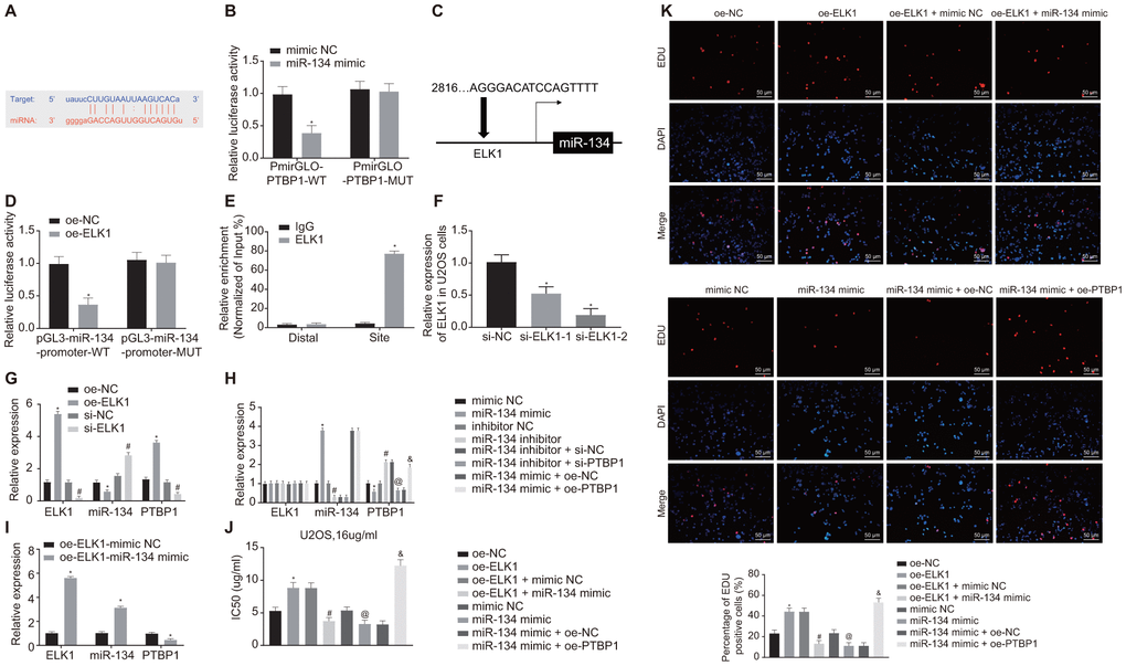 ELK1 promotes chemoresistance of osteosarcoma cells to DXR by inhibiting miR-134 and elevating PTBP1 expression. (A) Prediction of binding site between miR-134 and PTBP1 using online analysis website microRNA (MicroRNA.org). (B) Detection of luciferase activity using dual-luciferase reporter gene assay. (C) Prediction of binding site between ELK1 and miR-134 using online analysis website PROMO8.3 (http://alggen.lsi.upc.es/). (D) Detection of luciferase activity using dual-luciferase reporter gene assay. (E) Intersection role between ELK1 and miR-134 promoter detected by ChIP assay. U2OS cells were treated with expression vectors containing ELK1 gene or si-targeting ELK1 gene. (F) The knockdown efficiency of si-ELK1 in U2OS cells verified using RT-qPCR. (G) Expression of ELK1, miR-134, and PTBP1 (normalized to GAPDH and U6) in U2OS cells determined using RT-qPCR. PTBP1-overexpressed or -depleted U2OS cells were treated with exogenous miR-134 mimic or miR-134 inhibitor. (H) Expression of ELK1, miR-134, and PTBP1 (normalized to GAPDH and U6) in U2OS cells determined using RT-qPCR. (I) Expression of ELK1, miR-134, and PTBP1 (normalized to GAPDH and U6) in U2OS cells determined using RT-qPCR. U2OS cells were treated with expression vector containing ELK1 gene, miR-134 mimic, or PTBP1 alone or in combination after DXR treatment. (J) Cell viability and IC50 in U2OS cells detected using CCK8. (K) Cell proliferation in U2OS cells detected using EdU assay. Values obtained from three independent experiments in triplicate are analyzed by unpaired t test between two groups, by ANOVA followed by Tukey's test among three or more groups, and by repeated measurement ANOVA followed by Bonferroni test at indicated time points. The values at different time points were analyzed by repeated measurement ANOVA, followed by Bonferroni test. In panel C, D, *p 