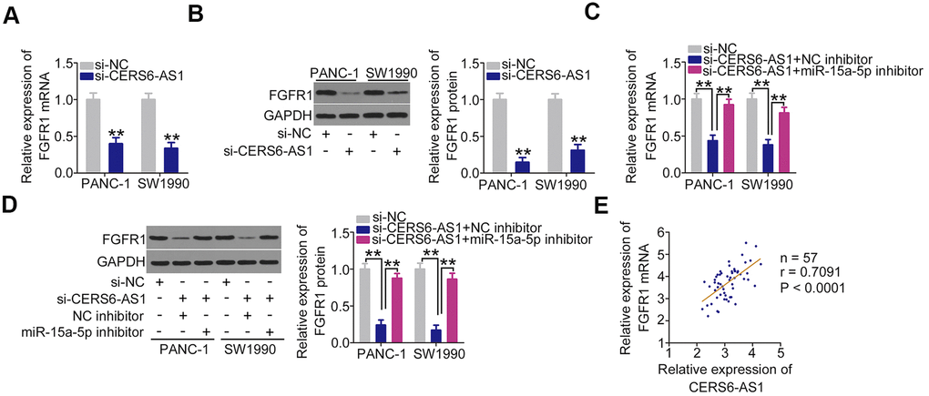 CERS6-AS1 regulates FGFR1 expression in PDAC cells by sponging miR-15a-5p. (A, B) CERS6-AS1-depleted PANC-1 and SW1990 cells were analyzed by RT-qPCR and western blotting to quantify FGFR1 mRNA and protein levels, respectively. (C, D) si-CERS6-AS1 was cotransfected with miR-15a-5p inhibitor or NC inhibitor into PANC-1 and SW1990 cells. After transfection, RT-qPCR and western blotting were used to determine the mRNA and protein levels of FGFR1. (E) The correlation between FGFR1 mRNA and CERS6-AS1 expression in PDAC tissues was determined by Pearson’s correlation coefficient analysis. **P 