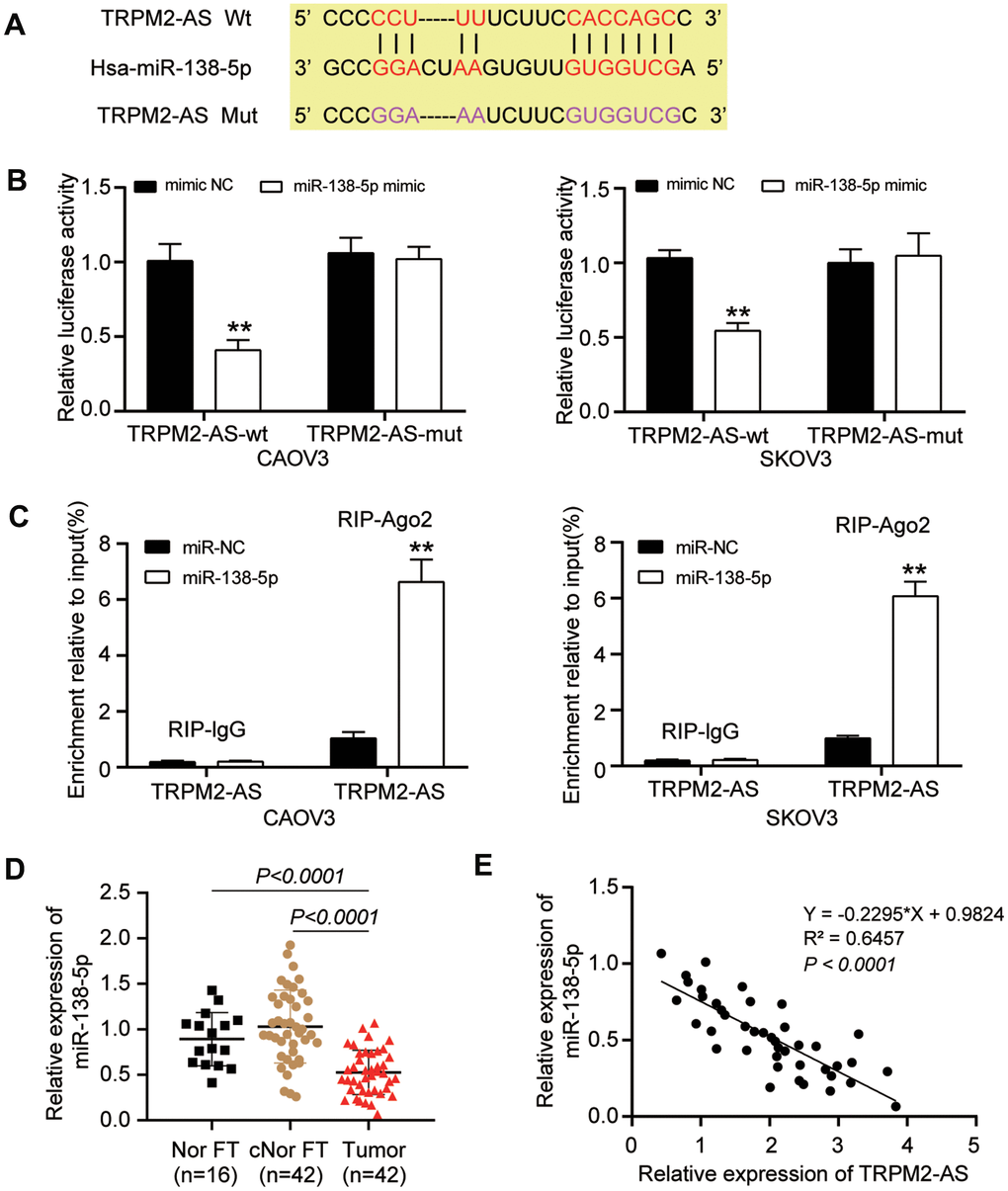 TRPM2-AS could sponge miR-138-5p. (A) ENCORI starBase predicted the binding site between TRPM2-AS and miR-138-5p. (B) The TRPM2-AS could sponge miR-138-5p, validated by luciferase assay. TRPM2-AS-wt, wild-type TRPM2-AS containing the binding site. TRPM2-AS-mut, mutant TRPM2-AS without the binding site. (C) RIP assay further proved the binding site between TRPM2-AS and miR-138-5p. (D) RT-qPCR analysis revealed that the miR-138-5p expression was downregulated in OvC tissues compared with contralateral normal fallopian tube tissues (cNor FT) and normal fallopian tube tissues from patients with benign gynecological tumor (Nor FT). (E) The expression of TRPM2-AS and miR-138-5p was negatively correlated. **P