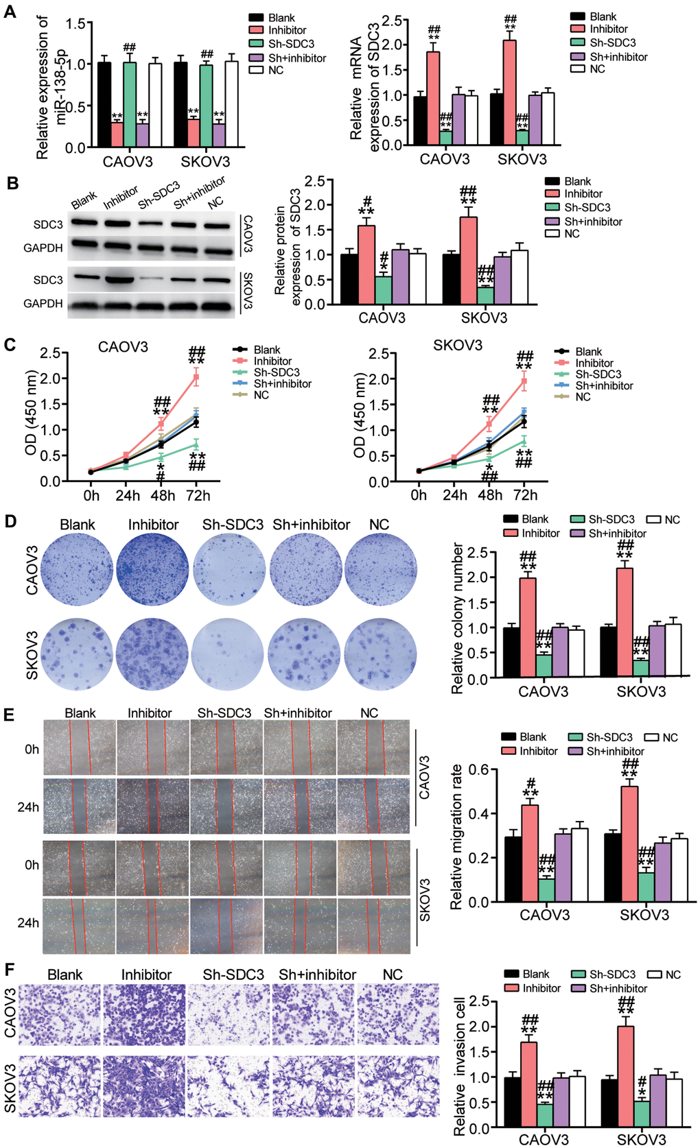 The positive effect of miR-138-5p inhibitor on OvC progression was relieved by SDC3 silence. (A) The high transfection efficiency of sh-SDC3 and miR-138-5p inhibitor was detected by qRT-PCR in CAOV3 and SKOV3 cells. (B) The high transfection efficiency of sh-SDC3 and miR-138-5p inhibitor was further measured by western blot analysis in CAOV3 and SKOV3 cells. (C) sh-SDC3 attenuated the promotive effect of miR-138-5p inhibitor on cell viability in CAOV3 and SKOV3 cells. (D) The positive effect of miR-138-5p inhibitor on colony formation was overturned by sh-SDC3. (E) The positive role of miR-138-5p inhibitor in cell migration was relieved by sh-SDC3. (F) The promotion effect of miR-138-5p inhibitor on cell invasion was impaired by sh-SDC3. Blank, blank control. NC, negative control. Sh, sh-SDC3. Inhibitor, miR-138-5p inhibitor. *PP##P