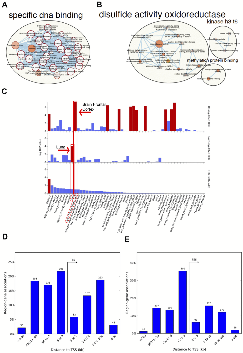 Network visualization, functional enrichment and region-gene associations in both fetal and adult lung tissue datasets. Network clusters of the molecular function gene ontology terms and annotated pathways including reactome and wikiPathways were created using the gene symbols mapped to the significant and age-associated differentially methylated positions (DMPs) overlapping between fetal and adult lung datasets. (A) Hyper-methylated CpGs were mainly enriched in transcription factor DNA binding whereas (B) hypo-methylated CpGs were enriched in oxidoreductase activity. Size corresponds to the overlap of genes between the enriched terms and color corresponds to significance. The analysis for hypo-methylated CpGs was limited by few numbers of genes represented by few CpGs (C) Functional enrichment of age-associated hyper-methylated DMPs in both fetal and adult lung tissue datasets amongst differentially expressed genes in 54 GTEx tissues (x-axis) and –log10(P-value) on the y-axis. Tissues with significant gene enrichment (FDRD) Region-Gene associations using chromosomal coordinates for the differentially methylated regions in fetal lung dataset (E) Adult lung tissue dataset. TSS: transcription start site.