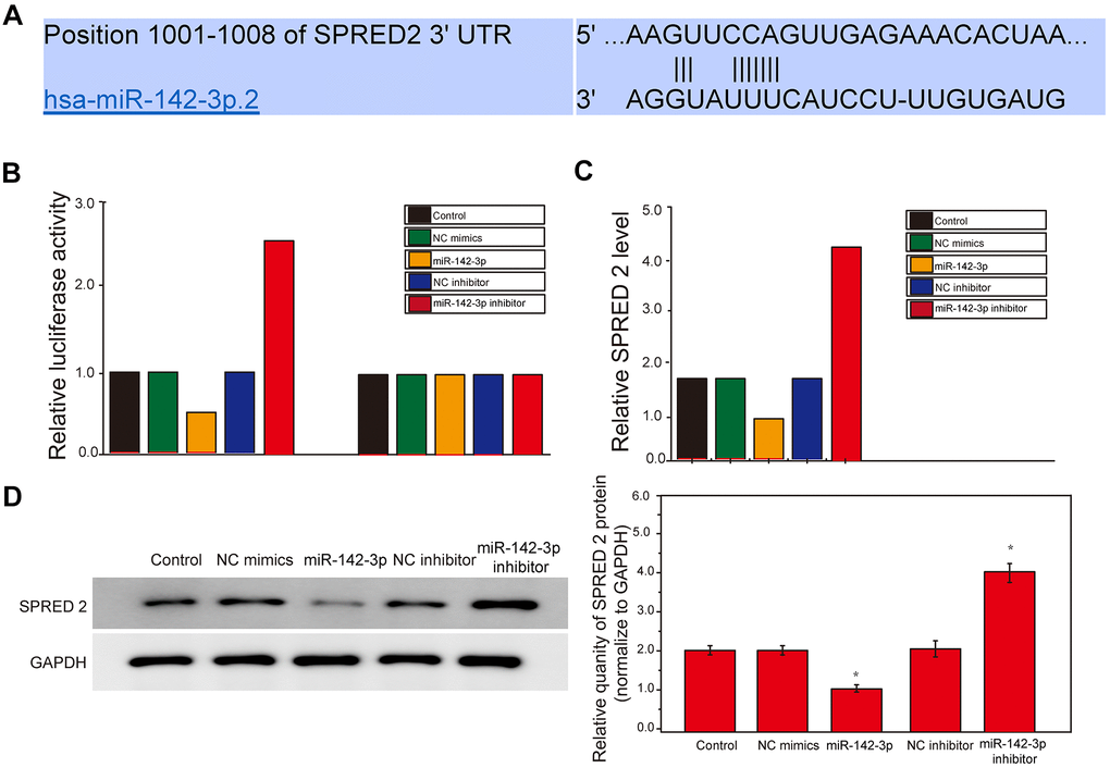 miR-142-3p and SPRED2 bind to each other and miR-142-3p negatively regulates SPRED2. (A) The position of SPRED2 3’ UTR has-miR--142-3p.2 and Luciferase primer pairs of miR-142-3p. (B) Expression of Luciferase Activity in Wild Type and Mutant Type. (C) Dual luciferase report analysis detected the relationship between miR-142-3p and SPRED2. (D) The expression of Spred2 were detected by western blotting and the statistical analysis of western blotting results. *, P 