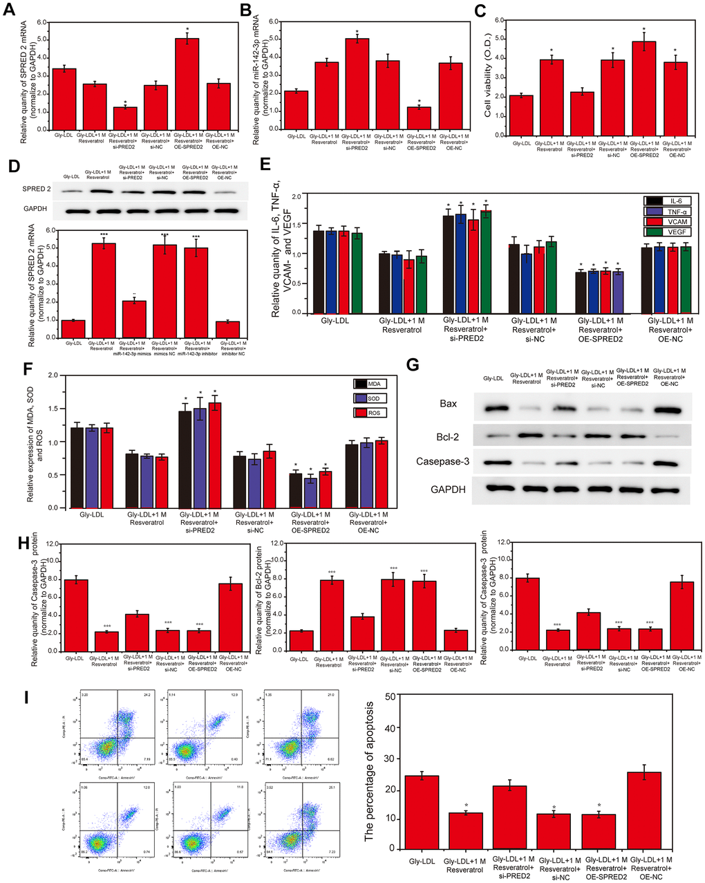 Inhibition of SPRED2 reverses the effect of resveratrol on Gly-LDL-induced HUVEC cell proliferation, apoptosis, inflammatory factor secretion and oxidative stress. (A, B) PCR result of overexpression of miR-142-3p and SPRED2. (C) Cell viability of each group was tested by MTT. (D) The expression of SPRED2 in all groups by western blotting. (E) The expression of inflammatory factors IL-6, TNF-α, VCAM- and VEGF. (F) The expression of oxidative stress factors MDA, SOD and ROS. (G) The expression of caspase-3, BAX and BCL-2 in all groups by western blotting. (H) Statistical analysis of Western blotting results. (I) The apoptosis of all groups was detected by flow cytometry, and statistical analysis of flow cytometry results. *, P 