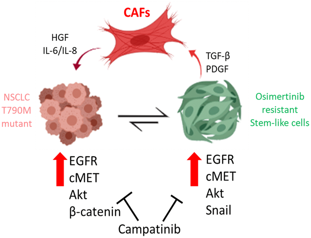 Cancer associated fibroblasts (CAFs) from osimertinib-resistant patients promoted osimertinib resistance via HGF/MET signaling and induction of epithelial-to-mesenchymal transition (EMT) and transformed NSCLC cells into TKI resistant stem-like cells. The treatment of capmatinib (MET inhibitor) inhibited CAF-mediated MET/Akt activation bypassing EGFR signaling pathway and re-sensitizing NSCLC towards osimertinib.