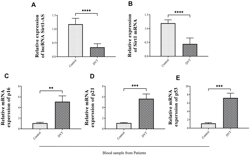 The expression of senescence-related biomarkers, lncRNA Sirt1-AS and Sirt1 in thrombosis of different severity. (A) Relative expression of lncRNA SIRT1-AS in thrombosis patients (B) Relative expression of mRNA Sirt1 in thrombosis patients. (C–E) Relative mRNA expressions of p16, p21 and p53 in thrombosis patients. Error bars represent SD. **, p 