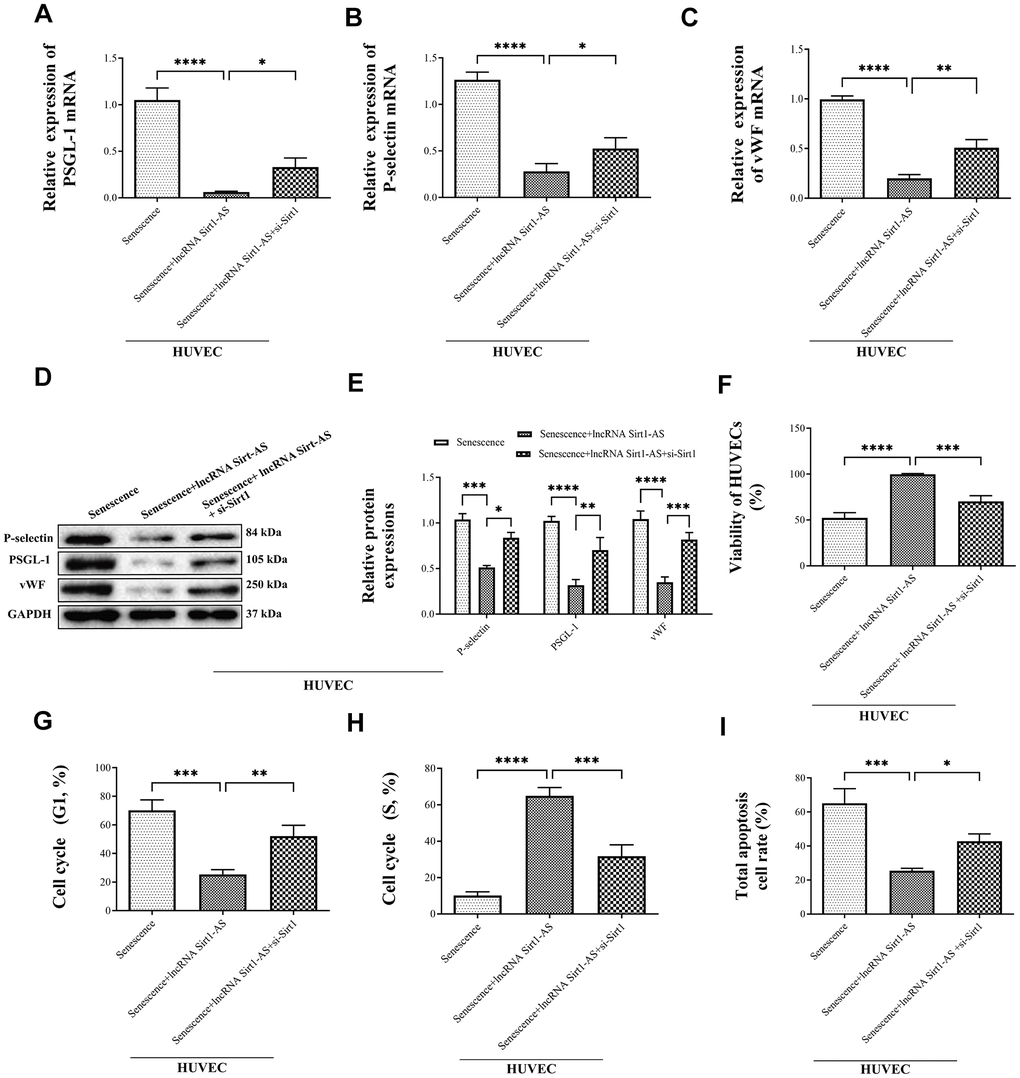 Effects of lncRNA Sirt1-AS overexpression on mRNA and protein expression of P-selectin, PSGL-1 and vWF in different treatment of SAMP-1 mice. (A–E) and the HUVECs viability (F), cycle (G in G1 phase, H in S phase) and apoptosis (I). Error bars represent SD. *, p