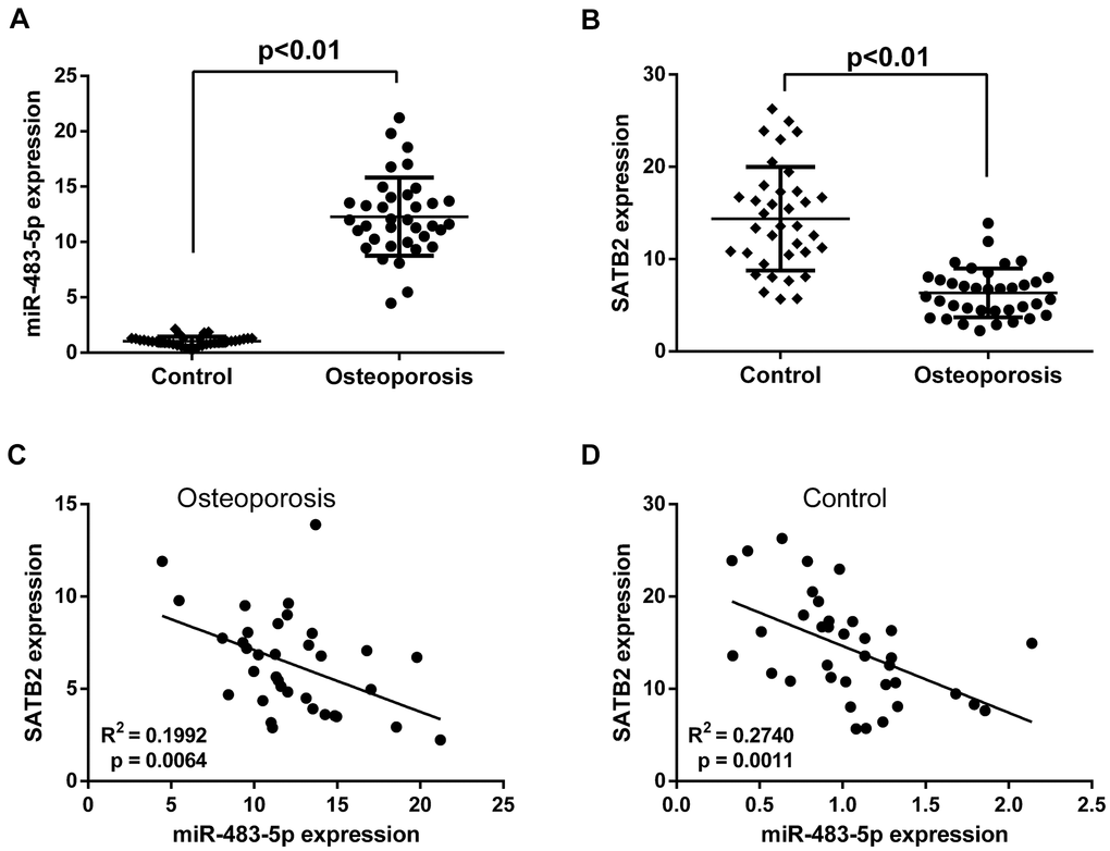 Expressions of miR-483-5p and SATB2 in clinical samples. (A) Expressions of miR-483-5p in postmenopausal patients with or without osteoporosis. (B) Expressions of SATB2 in postmenopausal patients with or without osteoporosis. (C) Pearson correlation analysis of miR-483-5p expression and SATB2 in osteoporosis samples. (D) Pearson correlation analysis of miR-483-5p expression and SATB2 in control samples. Data were presented as mean ± SD.