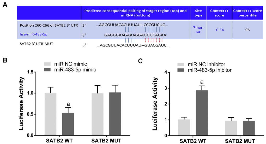 SATB2 is a direct target gene of miR-483-5p. (A) The predicted sites of miR-483-5p binding to the 3’-UTR of SATB2. (B) Luciferase activity was measured in miR-483-5p mimic transfected MC3T3-E1 cells. (C) Luciferase activity was measured in miR-483-5p inhibitor transfected MC3T3-E1 cells. Data were presented as mean ± SD. a p 