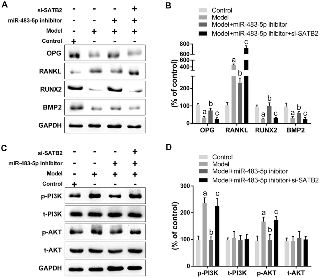 PI3K/AKT signaling is the downstream target for the role of miR-483-5p-SATB2 axis in ovariectomized rats. (A) Western blotting results of the expressions of osteogenic differentiation indicators. (B) Quantitative analysis of the optical density in (A). (C) Western blotting results of the expressions of PI3K/AKT signaling. (D) Quantitative analysis of the optical density in (C). Data were presented as mean ± SD. a p b p c p 