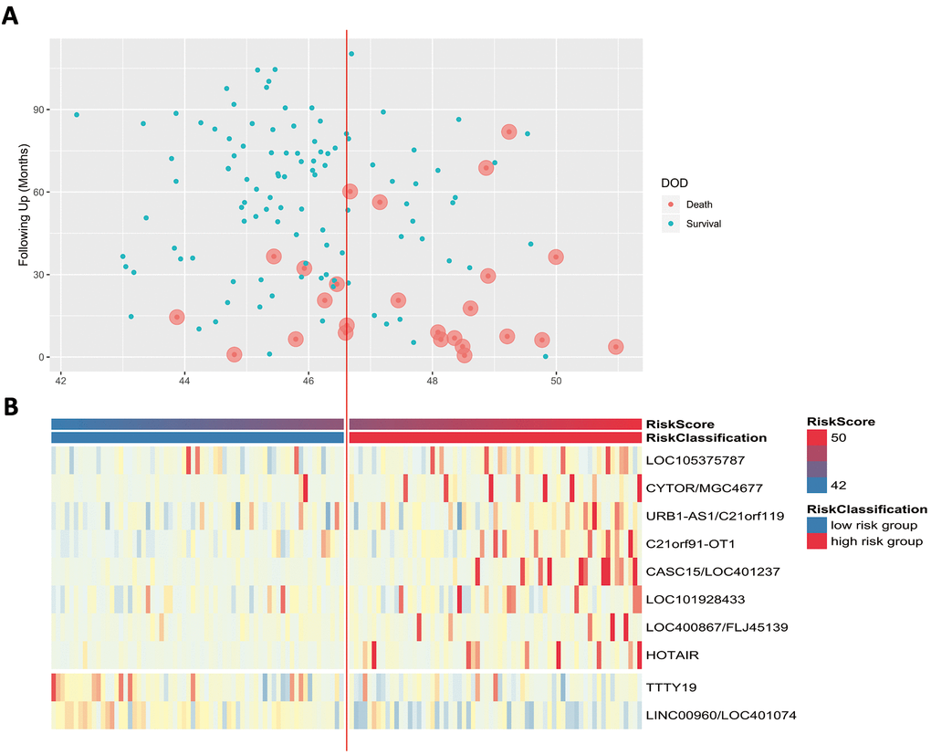 (A) Patients’ survival status and DSS time. (B) Heatmap of the lncRNA expression profiles. Rows represent lncRNA expression, and columns represent patients. The middle dividing lines represent the median lncRNA risk score cut-off point. The graduated colour, from blue to red, represents the risk score.