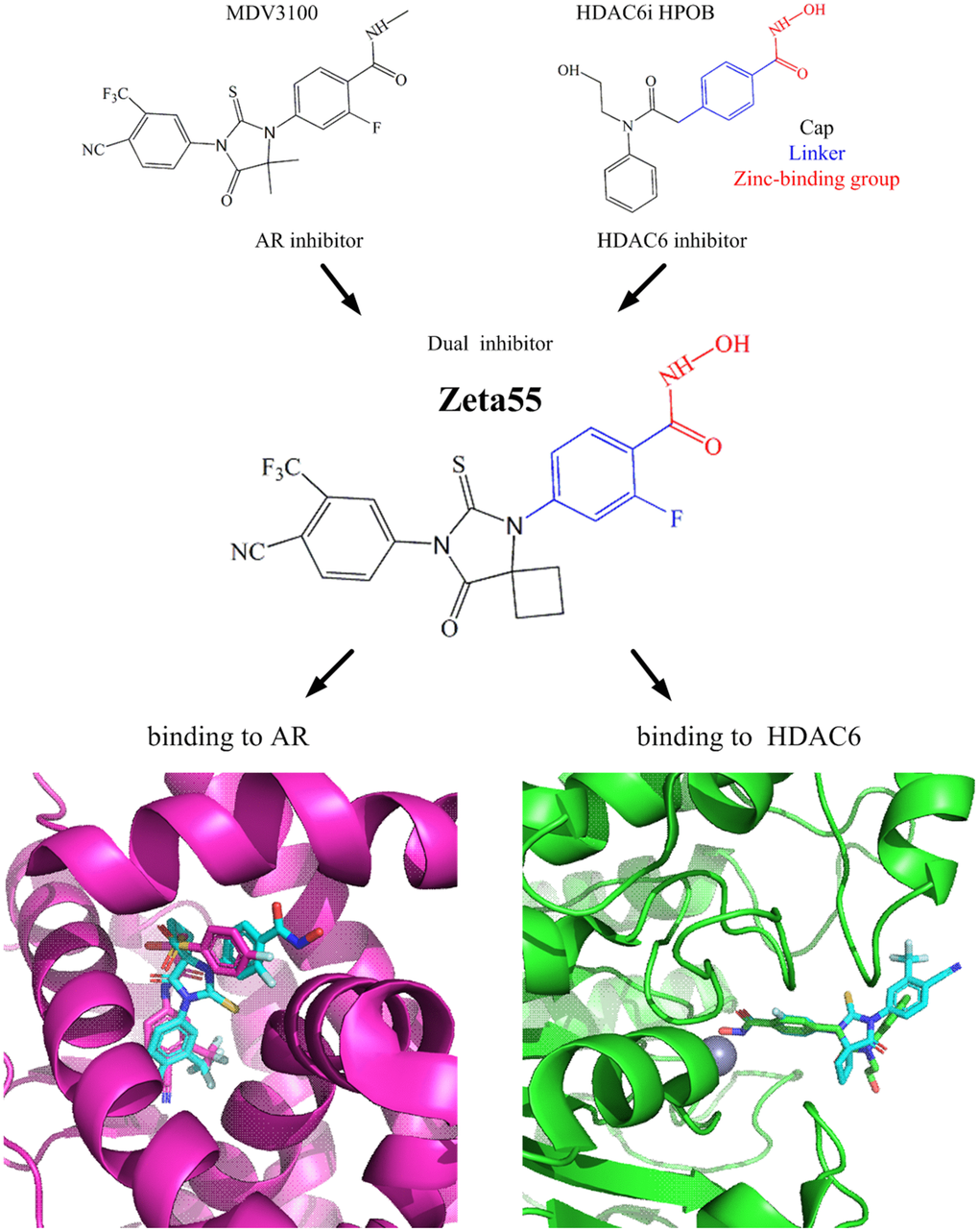 Design of Zeta55 as a dual inhibitor against AR and HDAC6. Top left, chemical structures of MDV310; top right, chemical structures of HDAC6 inhibitor HPOB; middle, chemical structure of Zeta55; bottom left, docking of AR with Zeta55 and Bicalutamide; bottom right, docking of HDAC6 with Zeta55 and HPOB. Proteins were presented in cartoon and small molecules were presented in stick. AR/Bicalutamide were colored in mega, Zeta55 was colored in cyan, HDAC6/HPOB were colored in green.