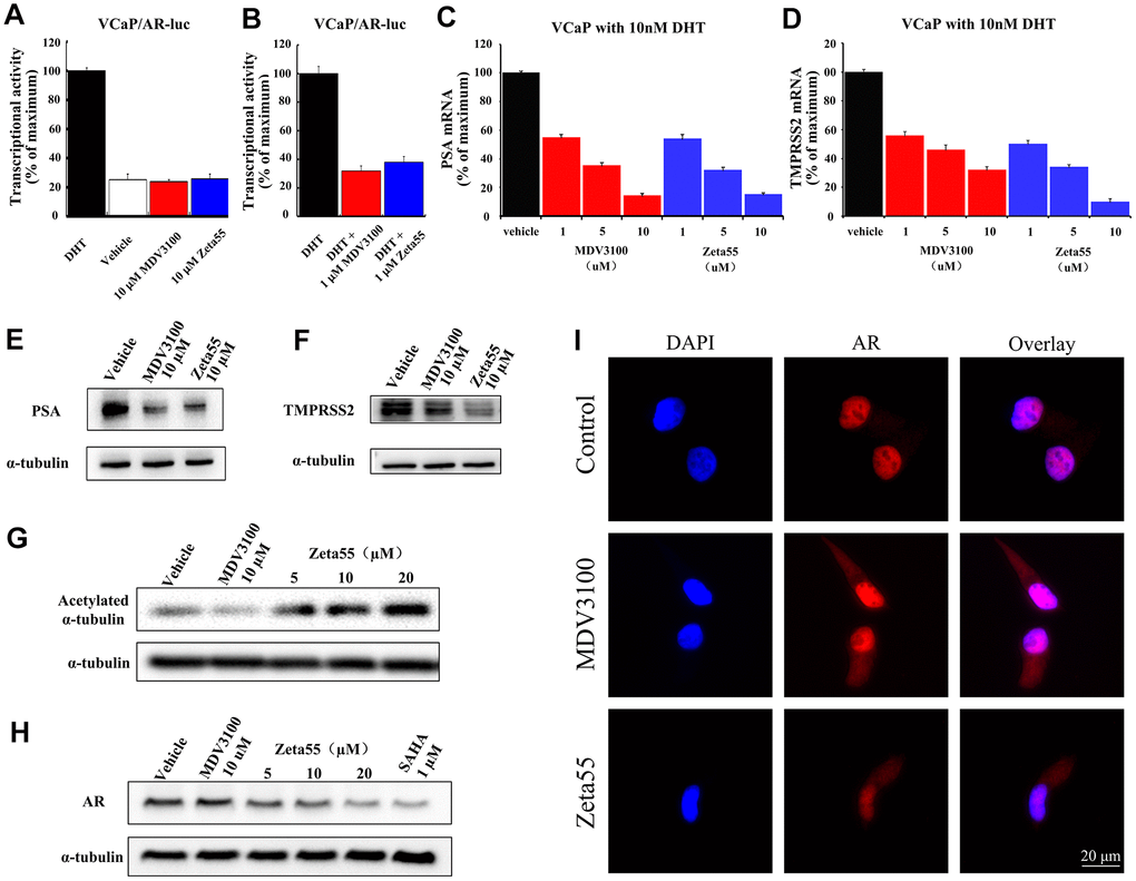 The AR and HDAC6 inhibitory activity of Zeta55 in cells. The agonistic effects (A) and antagonist effects (B) of Zeta55 on AR by reporter gene assay. The VCaP cells were transfected with MMTV-LUC for 24 hours, and then treated with Zeta55 or MDV3100 in the absence of DHT for agonistic mode or with DHT for antagonist mode. Zeta55 decreases RNA expression level of PSA (C) and TMPRSS2 (D) in VCaP cells. Zeta55 also decreases and protein expression level of PSA (E) and TMPRSS2 (F) in VCaP cells. The VCaP cells were treated with Zeta55 or MDV3100 together with 10 nM DHT for 24 hours. RNA expression level was analyzed by qRT-PCR and protein expression level was analyzed by Western blot. Zeta55 increases acetylation of α-tubulin (G) and decreases AR (H) in VCaP cells. VCaP cells were treated with Zeta55, MDV3100 or SAHA for 24 hours before Western blot analysis. (I) Representative immunofluorescence microscopic images of VCaP cells for checking the subcellular localization of AR. VCaP cells were cultured with 10% FBS and treated with vehicle (control group),10 μM MDV3100 or Zeta55 for 24 hours, and then stained with DAPI (4’,6-diamidine-2’-phenylindole) and AR.