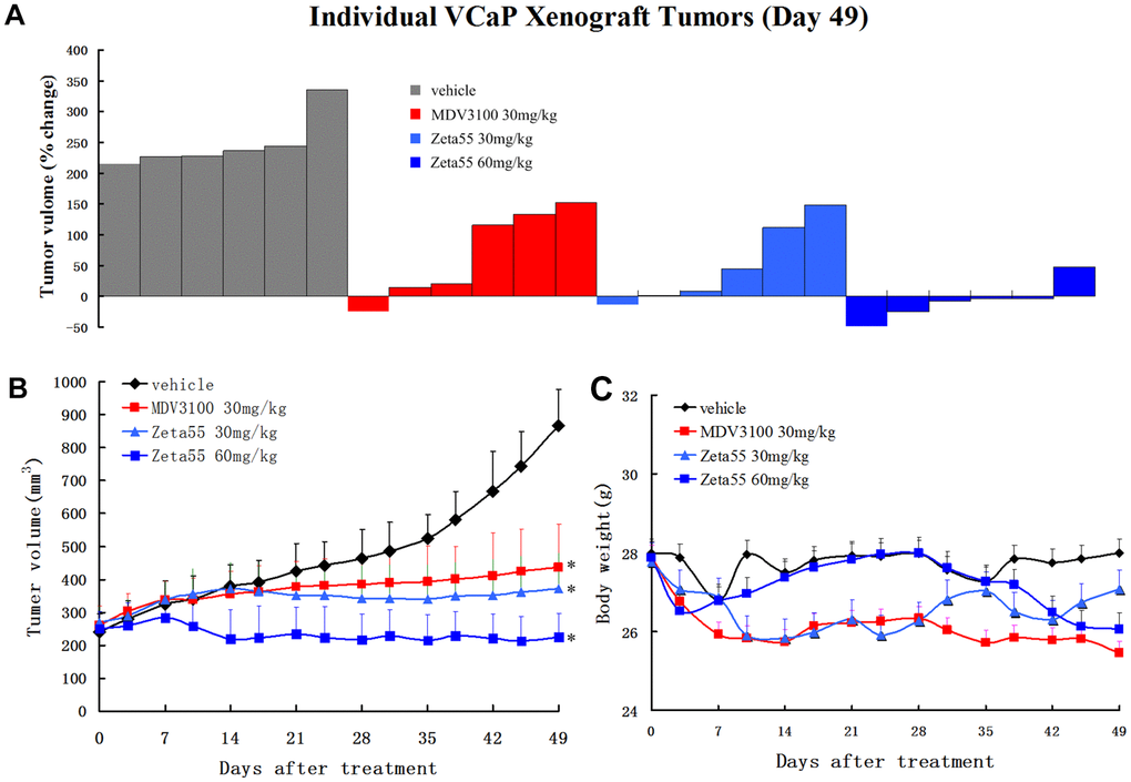 Zeta55 inhibits tumor growth in a CRPC xenograft model. (A) Percentage change in individual tumor volume of NOD-SCID mice with subcutaneous tumor xenograft grown from VCaP cells. NOD-SCID mice were castrated when the tumor volumes reached about 250mm3 on 63 days after subcutaneous injection of VCaP cells. After 21 days when the xenografts continued to grow, the castrated mice were treated with daily oral Zeta55 (30 mg/kg or 60 mg/kg) or MDV3100 (30 mg/kg) for 49 days (n=6). Tumor sizes were monitored twice a week after treatment. (B) Mean tumor volumes (mm3, +SEM) of NOD-SCID mice after treatment. (C) Mean body weight (g, +SEM) of NOD-SCID mice after treatment. *, P 