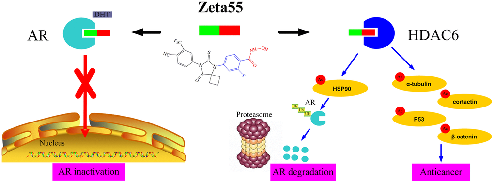 The anti-cancer mechanisms of Zeta55 in prostate cancer. First, Zeta55 prevents androgens from binding AR, leading to AR inactivation. Second, Zeta55 inhibits the deacetylation activity of HDAC6, which regulates cell proliferation, metastasis, invasion, and mitosis. Third, Zeta55 promotes AR degradation through its HDAC6 inhibitor activity.