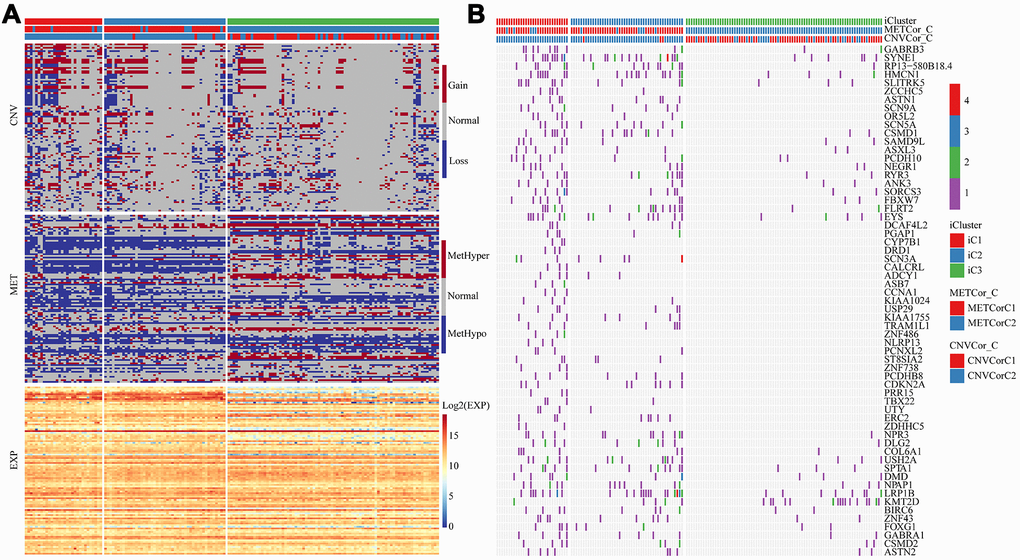 Multi-omics molecular landscape of the subtypes. (A) Heat map of differential CNV, methylation site and gene expressions across molecular subtypes. (B) Heatmap of mutations across molecular subtypes.