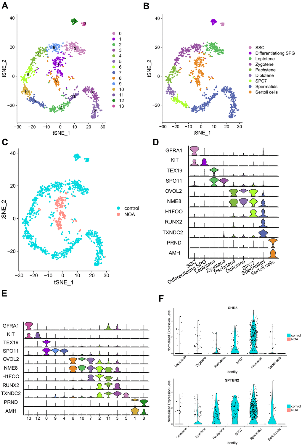 Identification and comparison of different cell types in different samples based on the single-cell RNA-seq dataset. (A) Cell cluster distribution in the TSNE plot. (B) Different types of cells and different samples identified in tSNE plots. SSC, spermatogonial stem cells; Differentiating SPG, differentiating spermatogonia; SPC7, cell mixtures including diakinesis, metaphase, anaphase, telophase, and secondary spermatocytes. (C) Comparison of different samples in tSNE plots. (D) Multiviolin plot of expressions of specific gene markers in identified cell types. X-axis represents diverse cell types. Y-axis represents the expression of specific gene markers. (E) Multiviolin plot of expressions of specific gene markers in different clusters. X-axis represents different clusters. Y-axis represents the expressions of specific gene markers. (F) The expression validation of hub genes from diverse cell types in the NOA group compared with the control group. The Y-axis expressions were normalized by log2(TPM/10+1).