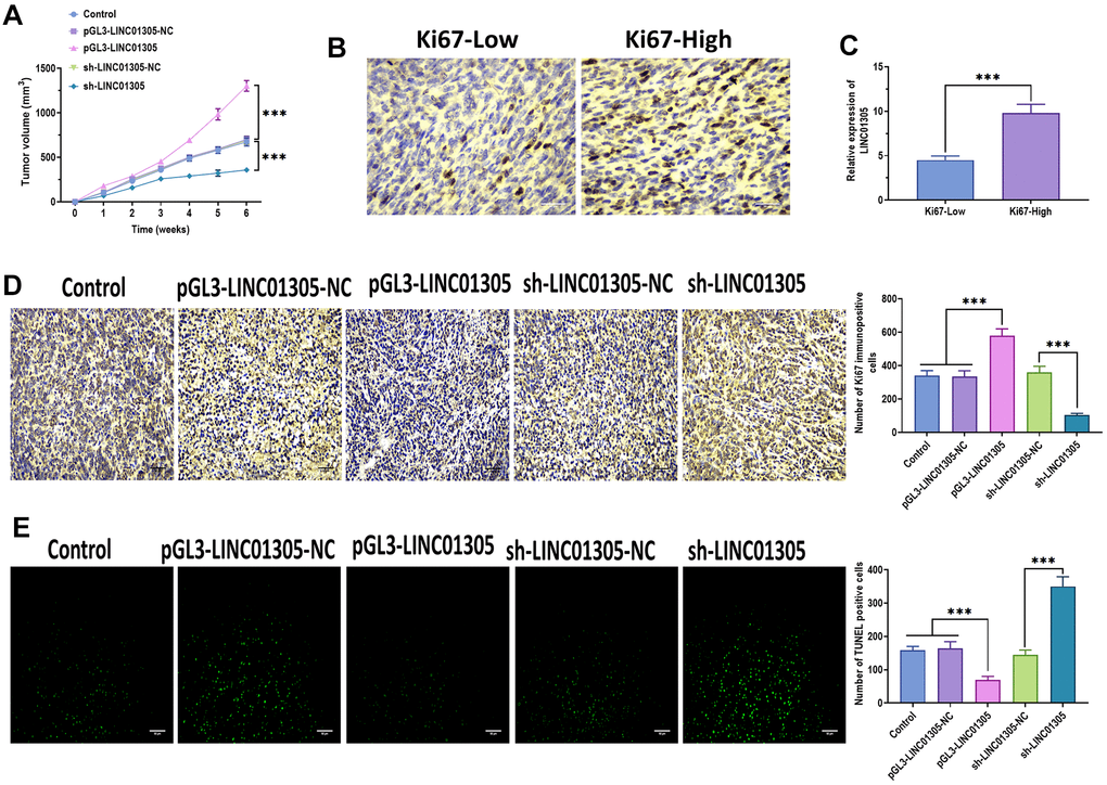 LINC01305 promotes tumor growth in vivo. (A) Tumor volume of xenograft mice treated with C-33A cells with overexpression or silencing of LINC01305. (B) Protein expression of Ki67 in CC tissues of xenograft mice. Scale bar = 30 μm. (C) Expression of LINC01305 in CC tissues with high or low level of Ki67. (D) Protein expression of Ki67 in CC tissues of xenograft mice treated with C-33A cells with overexpression or silencing of LINC01305. Scale bar = 30 μm. (E) Apoptosis in CC tissues of xenograft mice treated with C-33A cells with overexpression or silencing of LINC01305. Scale bar = 50 μm. * P P P 